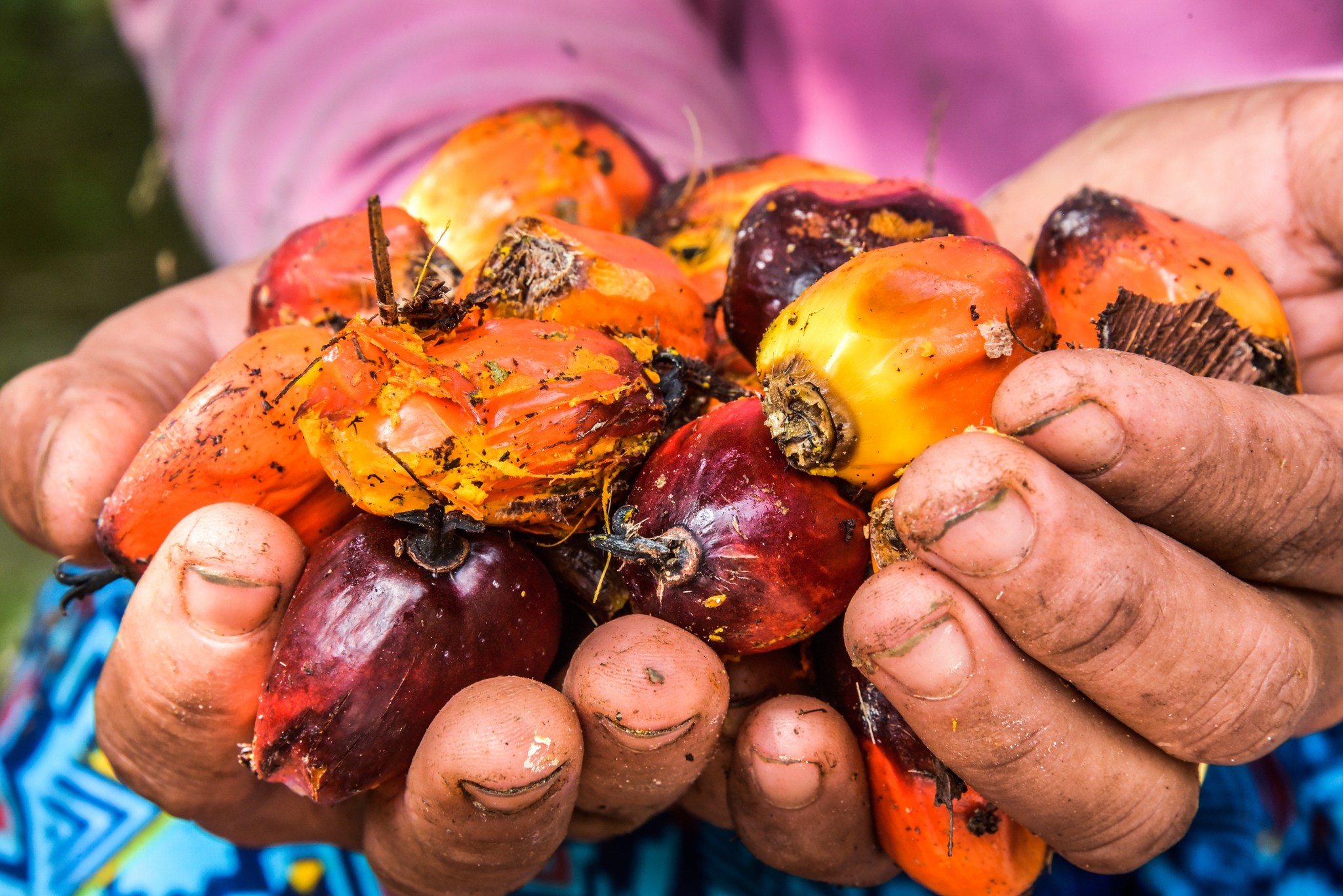 How to nurture the growth of Indonesian biodiesel - Forests, Trees and ...