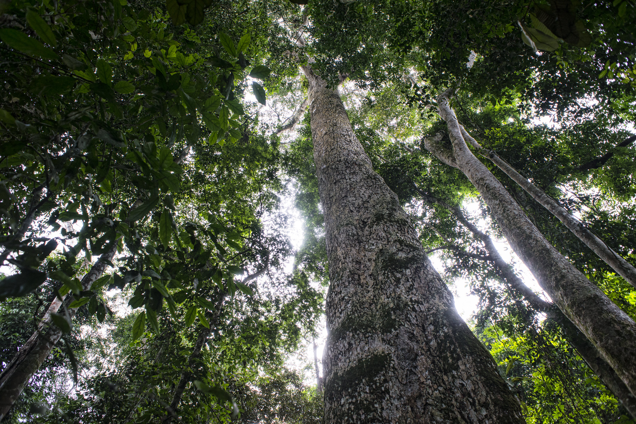 Forest finance partnerships more productive than competition - Forests ...