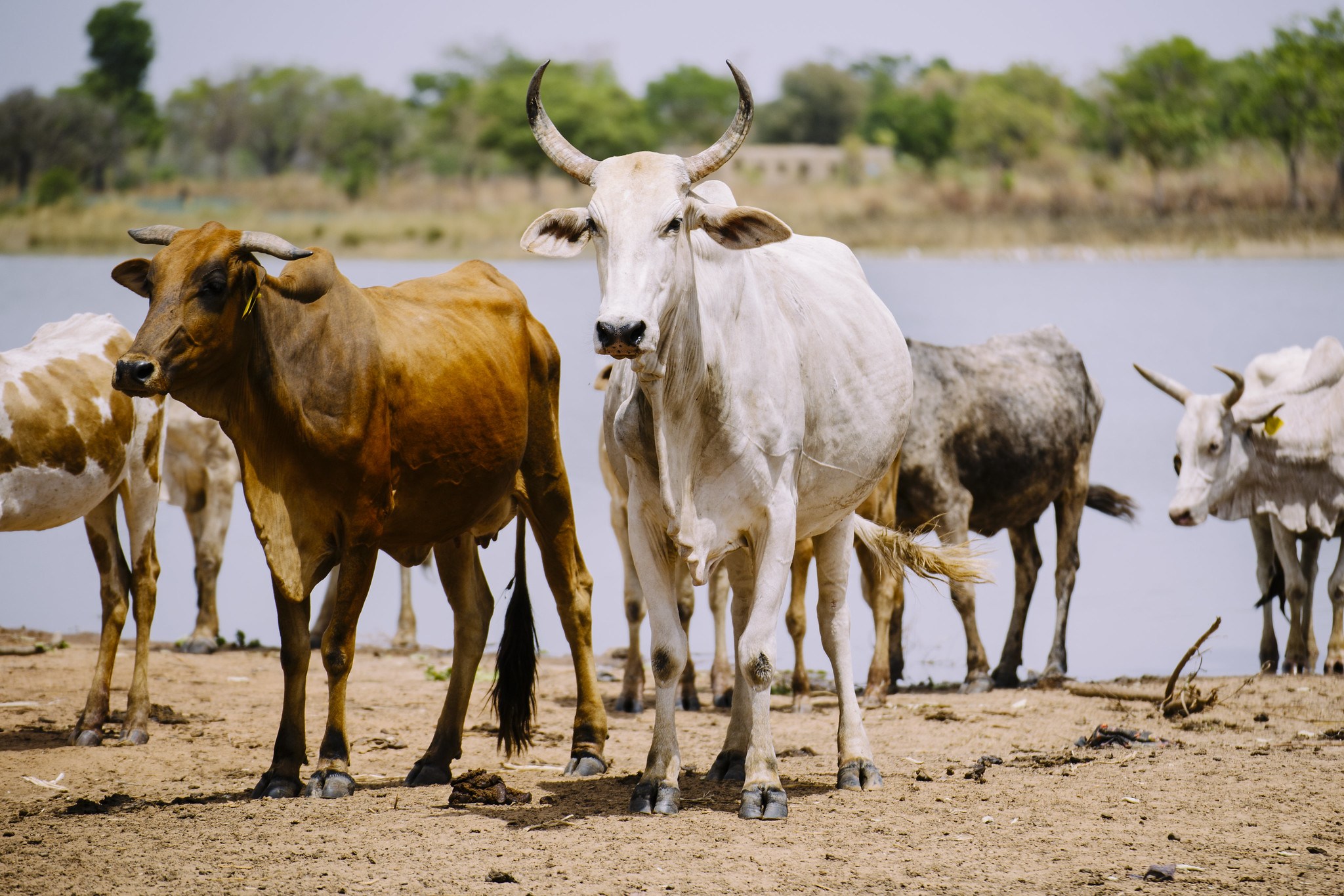 Keeping the peace in a national park buffer zone - Forests, Trees and ...